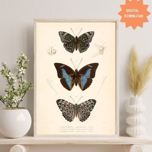 Antique Butterfly Drawing, Vintage Butterfly Print, Digital Download, 19th Century Vintage Butterfly Collage, Three Butterfly Painting,