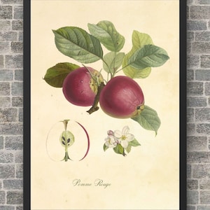 Vintage Apple Digital Print, Botanical Artwork, Fruit Print, Vintage Wall Art, 19th Century Botanical Illustration, Digital Download, Apple.