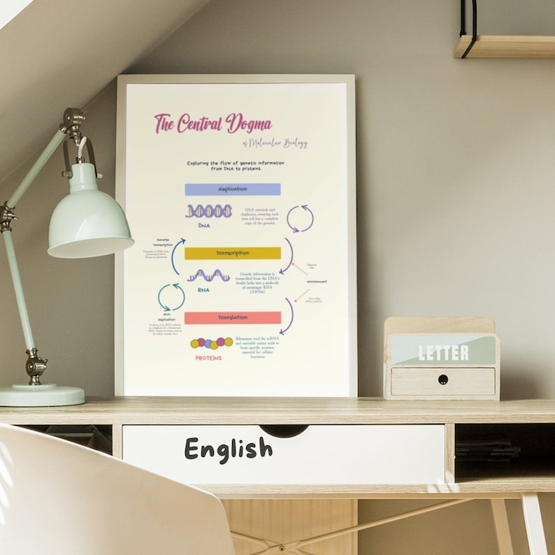 Molecular Biology Educational Poster central Dogma for Teachers, DNA