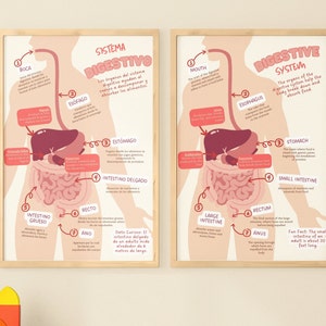 May include: A colorful illustrated diagram of the human digestive system with labels in Spanish and English. The diagram shows the mouth, esophagus, stomach, small intestine, large intestine, rectum, and anus. The diagram also includes fun facts about the digestive system, such as the length of the small intestine.
