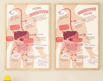 Digestive System Educational Poster Set in Spanish and English - Digital Download, Bilingual Education, Downloadable Material,