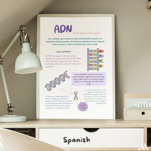 Póster Educativo de ADN en Español - Ideal para Aulas Bilingües, Descarga e Impresión,
