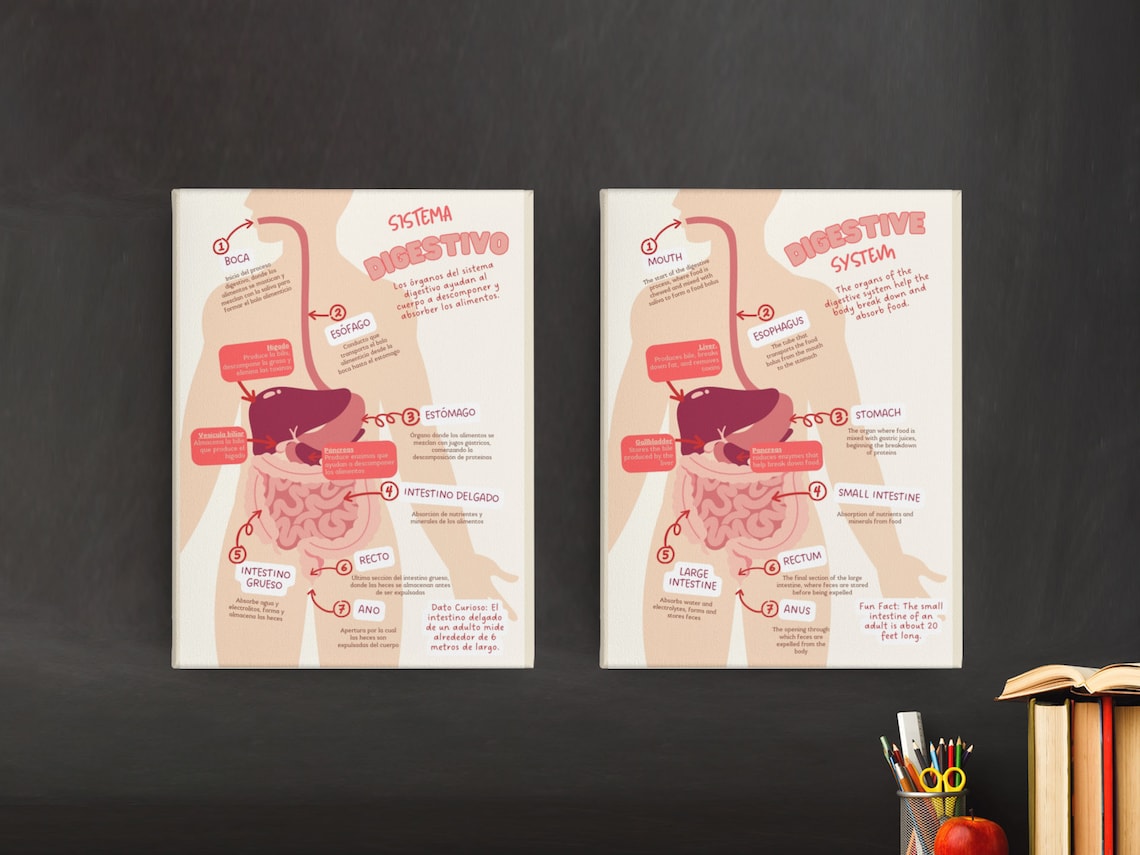 Digestive System Educational Poster Set in Spanish and English ...