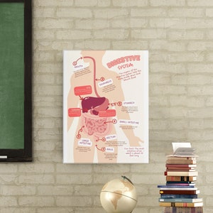Digestive System Educational Poster Set in Spanish and English ...