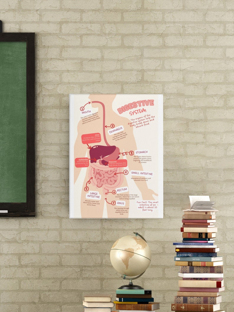 Digestive System Educational Poster Set in Spanish and English ...