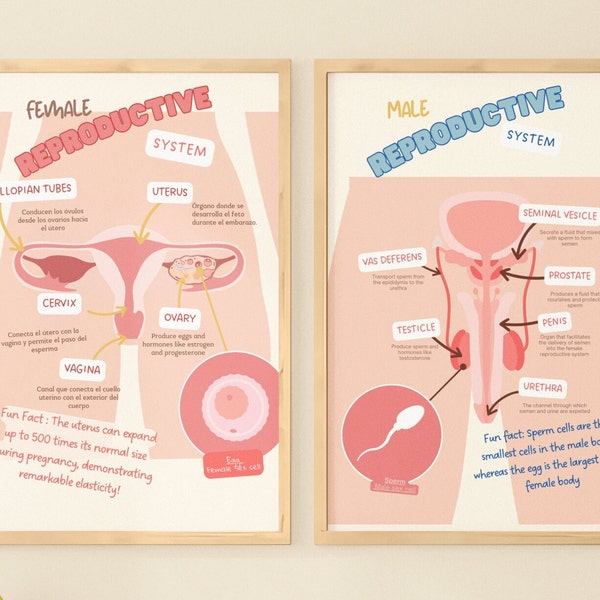 Male and Female Reproductive Poster - Etsy