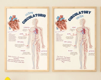 Circulatory System Poster Set in Spanish and English for Classrooms and Clinics, Bilingual Poster, Anatomy Education