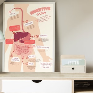 Digestive System Educational Poster in English - Classroom Teaching Tool, Anatomy in English, Teaching Material,