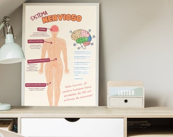 Nervous System Poster in Spanish - Educational Resource for Students and Professionals, Educational Resources, Science Education