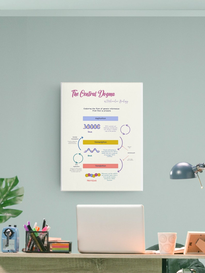 Molecular Biology Educational Poster central Dogma for Teachers, DNA
