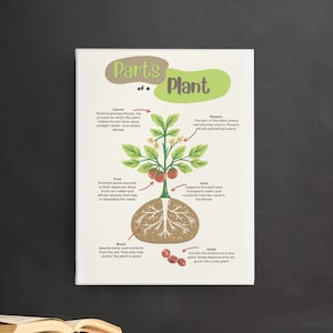 Educational Poster of the Parts of a Plant in English, Teaching Resource for Students, Digital File Ready to Print