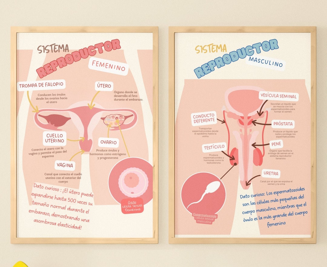 Pósteres Educativos del Sistema Reproductor Masculino y Femenino en ...