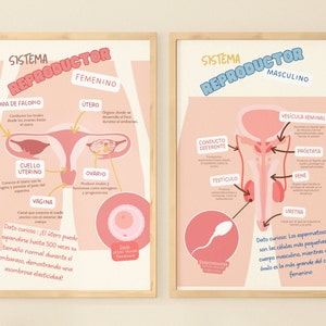 Puede incluir: Dos carteles educativos enmarcados. Uno ilustra el sistema reproductor femenino, etiquetado en español, con un diagrama del útero, los ovarios y las trompas de Falopio. El otro cartel representa el sistema reproductor masculino, también en español.