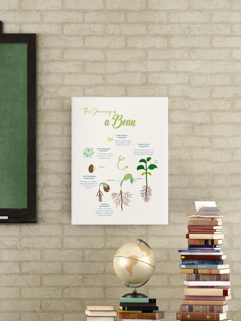 Educational Poster in English About Bean Germination, Germination ...
