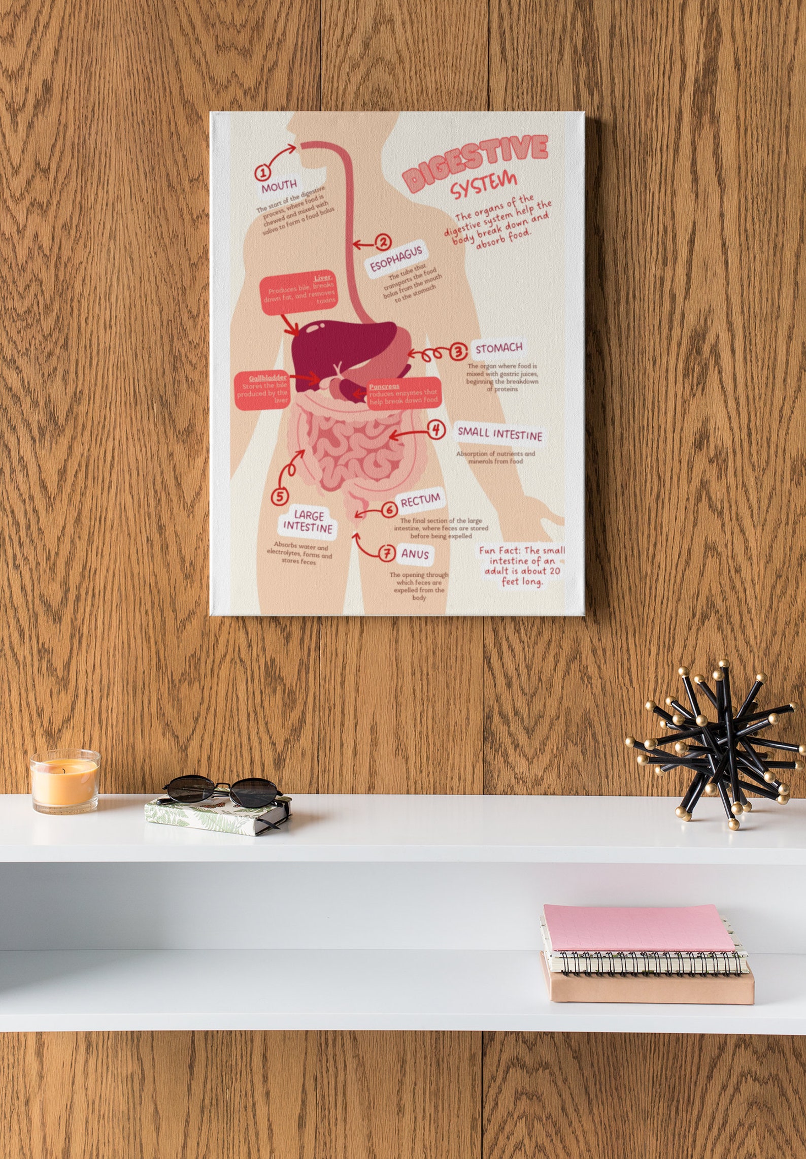 Digestive System Educational Poster Set in Spanish and English ...
