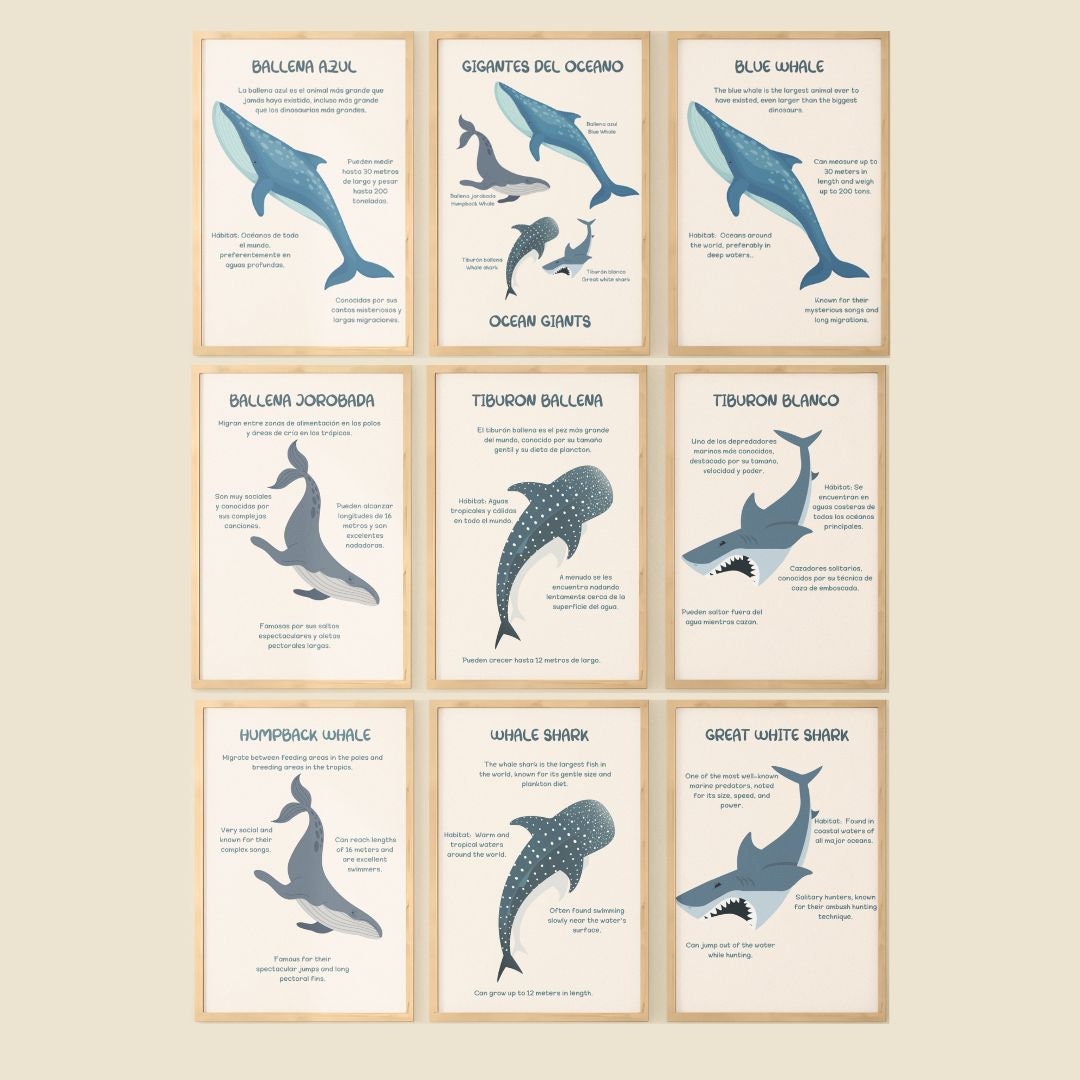 Bilingual Educational Set of Giants of the Ocean - Posters of Whales and Sharks for Students 6-12 Years, porster in Spanish and English