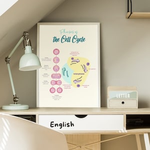 Puede incluir: Un póster educativo colorido que ilustra las fases del ciclo celular. El póster presenta un diagrama con las etapas etiquetadas, incluyendo la interfase, la mitosis y la citocinesis. El texto "Fases del ciclo celular" está en la parte superior del póster.
