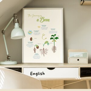Puede incluir: Un póster blanco con el título "The Journey of a Bean" e ilustraciones que muestran las etapas de crecimiento de una planta de frijol, desde la semilla hasta la planta madura. El póster está sobre un escritorio de madera con un cajón blanco etiquetado como "English".