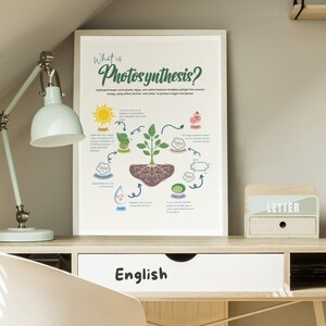 Op de afbeelding: Een kleurrijke educatieve poster die het proces van fotosynthese uitlegt. De poster toont een groene plant met wortels, een zon, waterdruppels en koolstofdioxidemoleculen. De tekst "What is Photosynthesis?" staat bovenaan de poster.