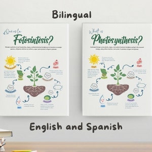 Bilingual Educational Posters for Kids - Explore Photosynthesis in Spanish and English, Bilingual Photosynthesis, Science for Kids