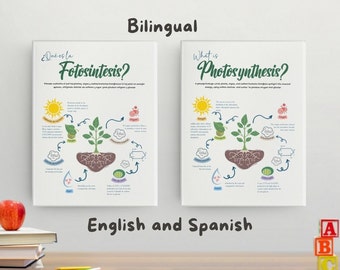 Bilingual Educational Posters for Kids - Explore Photosynthesis in Spanish and English, Bilingual Photosynthesis, Science for Kids