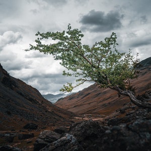 Könnte beinhalten: Ein einzelner Baum mit grünen Blättern wächst an einem felsigen Berghang. Der Baum ist übergebeugt, als ob er vom Wind gebeugt würde, und seine Äste reichen in den bewölkten Himmel. Die Berge sind dunkelbraun, und der Himmel ist hellgrau.