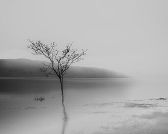 A lone tree immersed upon Llyn Tegid canvas print