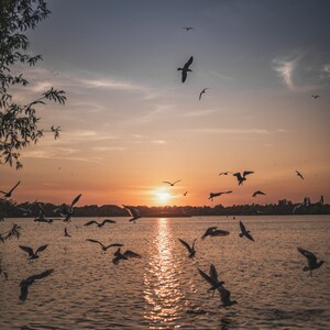 Könnte beinhalten: Silhouetten von Vögeln, die bei Sonnenuntergang über einem ruhigen See fliegen. Die Sonne geht hinter dem Horizont unter und wirft einen warmen Schein auf das Wasser. Der Himmel ist eine Mischung aus Orange, Rosa und Lila.