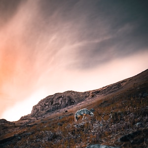 Könnte beinhalten: Ein felsiger Hügel mit einem dramatischen, bewölkten Himmel. Der Himmel ist eine Mischung aus Rosa und Grau, mit zarten Wolken. Der Hügel ist mit braunem Gras und Steinen bedeckt.