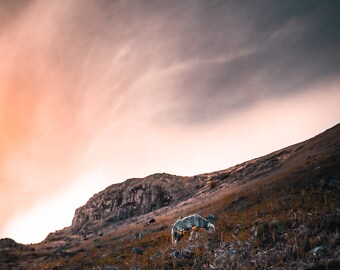 A lone sheep grazing atop Hardknott Pass canvas print