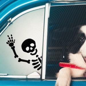 May include: A black and white dog with its head and paws sticking out of a car window. A black skeleton sticker is on the window behind the dog, waving with one arm.