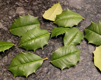Organic Live Holly Leaves (15)