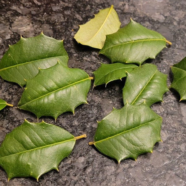 Organic Live Holly Leaves (15)