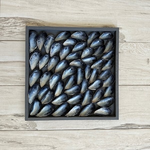 Mussel Shell Wall Art/Decor