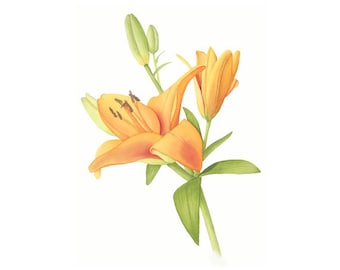 Orange Lily Watercolor Print
