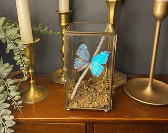 Morpho Portis Butterfly in Vintage Style Terrarium