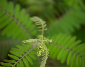 Ferns. Color Photo, Fine Art Photography, Giclee