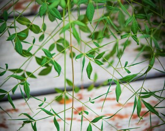 Plant and Old Wood, Color Photo, Fine Art Photography, Giclee