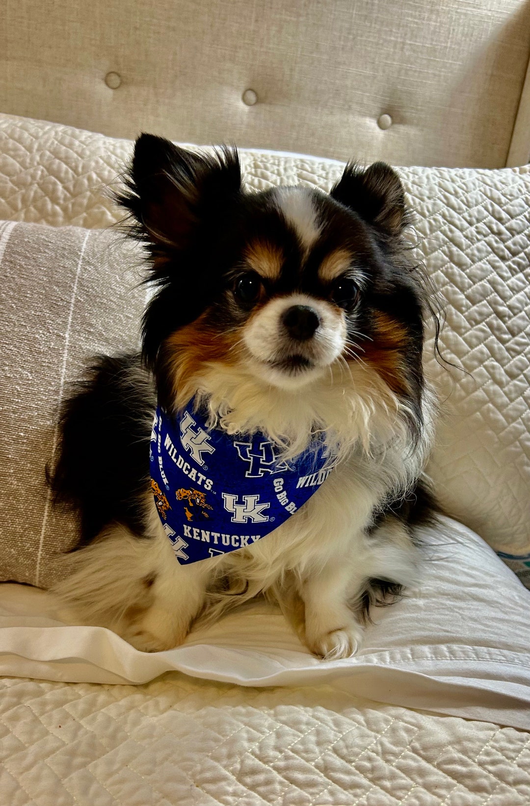 Uofk Dog Bandana University of Kentucky Dog Bandana Small Dog Bandana Boy Dog Bandana Dog