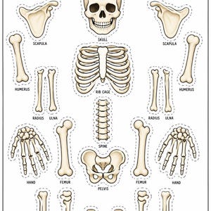 May include: A printable activity sheet titled BUILD A SKELETON! featuring various beige bone illustrations including a skull, rib cage, spine, pelvis, and limb bones. Each bone has a dashed cutting line and is labeled with its anatomical name.