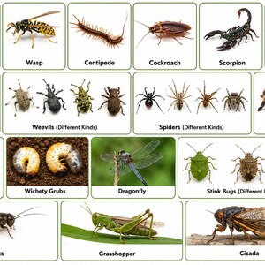 Actividad de aprendizaje sobre insectos