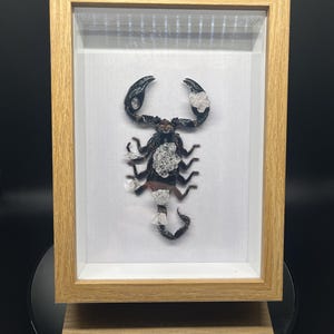 crystallized emperor scorpion in shadow box frame