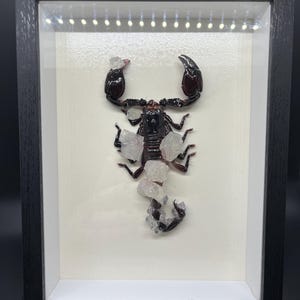 crystallized emperor scorpion in shadow box frame