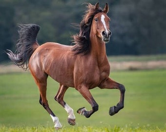 Horse picture from the internet