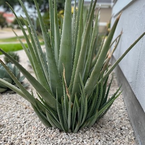 May include: A large aloe vera plant with long, pointed, sage-green leaves featuring small serrated edges. The succulent grows in a dense cluster with upright central foliage and shorter, outward-spreading leaves at the base, set in light gravel.