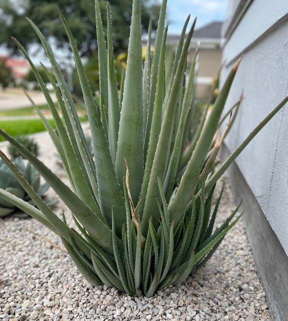 Aloe Vera Barbadensis, Medicine Plant, Grows Large to 3ft X 2ft - Etsy