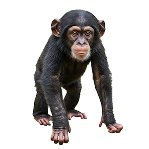 Cadeau clipart bébé chimpanzé, art animalier d'Afrique, chimpanzé PNG, illustration mignon primate, cadeau de décoration pour chambre d'enfant