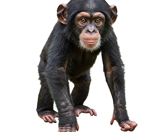 5 Baby Chimpanzee Clip Art images, African Animal Art, Chimpanzee PNG, Cute Primate Illustration, Nursery Décor Gift