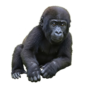 Baby Gorilla Clip Art Gift, African Animal Art, Western Gorilla PNG, Cute Primate Illustration, Nursery Décor Gift, Background Removed