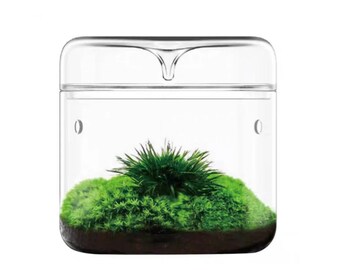 Mini Dew Collection Glass Terrarium